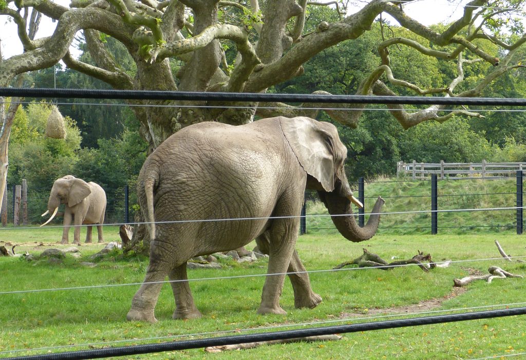 Elefanten Ramboline i Knuthenborg Safaripark med nytilkommen elefant Nyoka i baggrunden