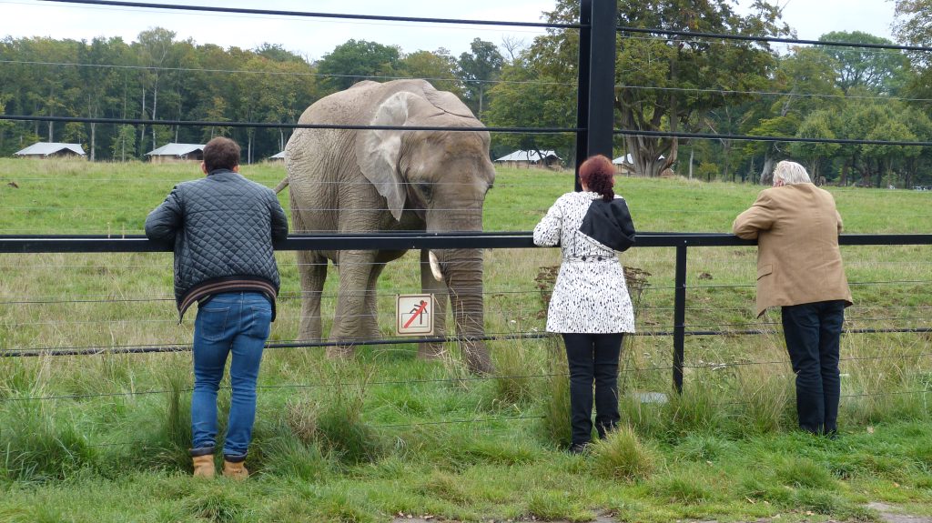 Cirkusfamilien står i safariparken og ser ind på den elefant, der tidligere var deres.